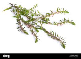 Attēlu rezultāti vaicājumam “Odontites vulgaris fruit”