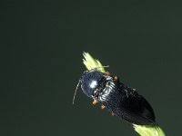 Attēlu rezultāti vaicājumam “Selatosomus aeneus”