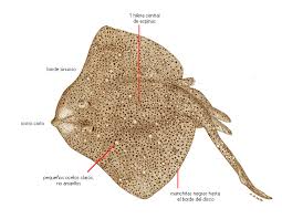 Image result for Raja brachyura