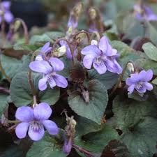 Attēlu rezultāti vaicājumam “Viola riviniana”