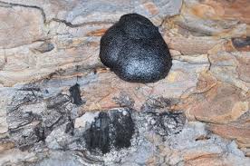 Attēlu rezultāti vaicājumam “Amaurochaete sp.”