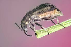 Attēlu rezultāti vaicājumam “Dasytidae”