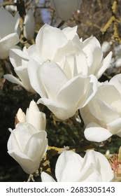 Attēlu rezultāti vaicājumam “Magnolia cylindrica flower”