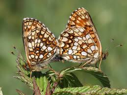 Attēlu rezultāti vaicājumam “Melitaea diamina”