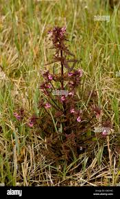 Attēlu rezultāti vaicājumam “Pedicularis palustris fruit”