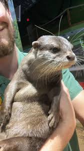 Image result for Worthing Otters