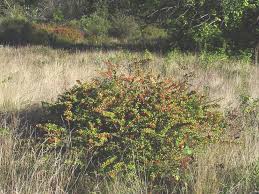 Attēlu rezultāti vaicājumam “Berberis thunbergii flower”