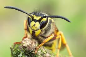 Attēlu rezultāti vaicājumam “Vespula germanica”