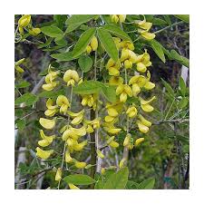 Attēlu rezultāti vaicājumam “Laburnum alpinum flower”