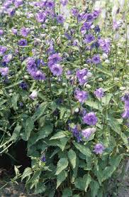 Image result for Campanula trachelium