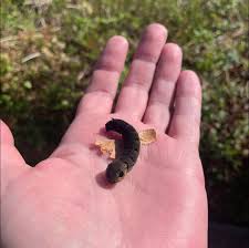 Attēlu rezultāti vaicājumam “Depressaria olerella imago”