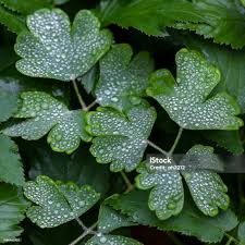 Attēlu rezultāti vaicājumam “Aquilegia vulgaris leaf”