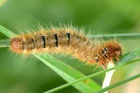 Attēlu rezultāti vaicājumam “Lasiocampa quercus larva”