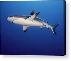 Image result for Carcharhinus amblyrhynchos