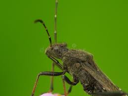 Attēlu rezultāti vaicājumam “Alydus calcaratus”