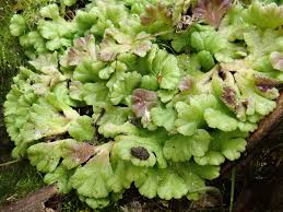 Attēlu rezultāti vaicājumam “Ricciocarpos natans”