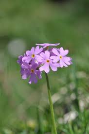 Attēlu rezultāti vaicājumam “Primula farinosa bud”