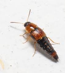 Attēlu rezultāti vaicājumam “Tachyporus sp.”