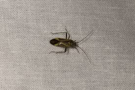 Attēlu rezultāti vaicājumam “Adelphocoris seticornis”