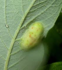 Attēlu rezultāti vaicājumam “Pontania proxima”