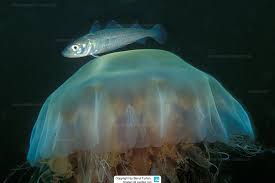 Image result for Merlangius merlangus