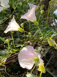 Attēlu rezultāti vaicājumam “Calystegia inflata flower”