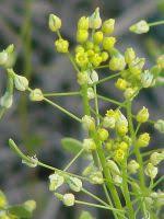 Attēlu rezultāti vaicājumam “Draba nemorosa”