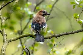 Attēlu rezultāti vaicājumam “Garrulus glandarius adult”
