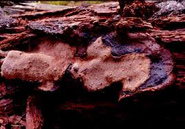 Attēlu rezultāti vaicājumam “Phellinus nigrolimitatus”