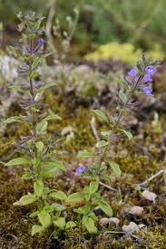 Attēlu rezultāti vaicājumam “Acinos arvensis”