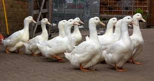 Image result for Aylesbury Ducks Sub Aqua Club