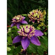 Attēlu rezultāti vaicājumam “Clematis flower”