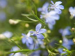 Image result for Männertreu