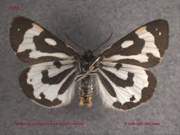 Attēlu rezultāti vaicājumam “Parasemia plantaginis”