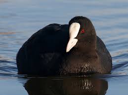 Attēlu rezultāti vaicājumam “Fulica atra”