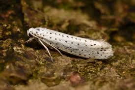 Attēlu rezultāti vaicājumam “Yponomeuta evonymella”
