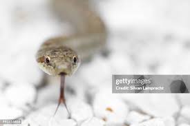 Attēlu rezultāti vaicājumam “Coronella austriaca adult”