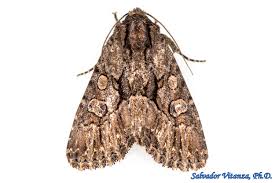 Attēlu rezultāti vaicājumam “Noctuidae”