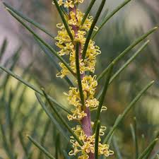 Afbeeldingsresultaat voor broad ripple yellow currant tomato