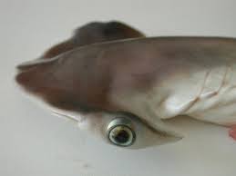 Image result for Sphyrna lewini