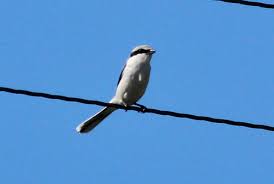 Attēlu rezultāti vaicājumam “Lanius excubitor adult”