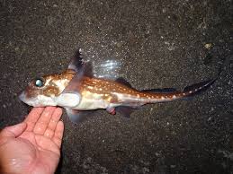 Image result for Hydrolagus colliei