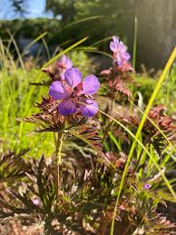 Image result for Geranium pratense