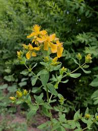 Image result for Johanniskraut