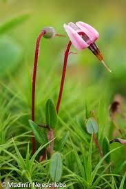 Attēlu rezultāti vaicājumam “Oxycoccus flower”