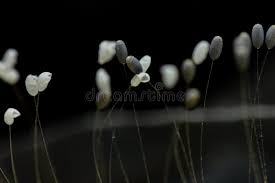 Attēlu rezultāti vaicājumam “Chrysopa eggs”