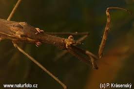 Attēlu rezultāti vaicājumam “Ranatra linearis”