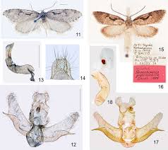 Attēlu rezultāti vaicājumam “Semioscopis oculella”