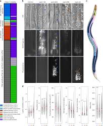Attēlu rezultāti vaicājumam “Comatricha elegans var. microspora macro”