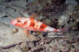 Image result for Pseudupeneus maculatus